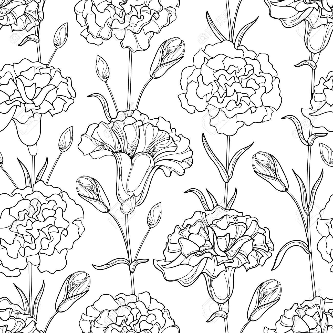 Seamless Pattern With Outline Carnation Or Clove Flowers, Bud And Leaves In  Black And White. Royalty Free SVG, Cliparts, Vectors, and Stock  Illustration. Image 76364836., image size:1300x1300