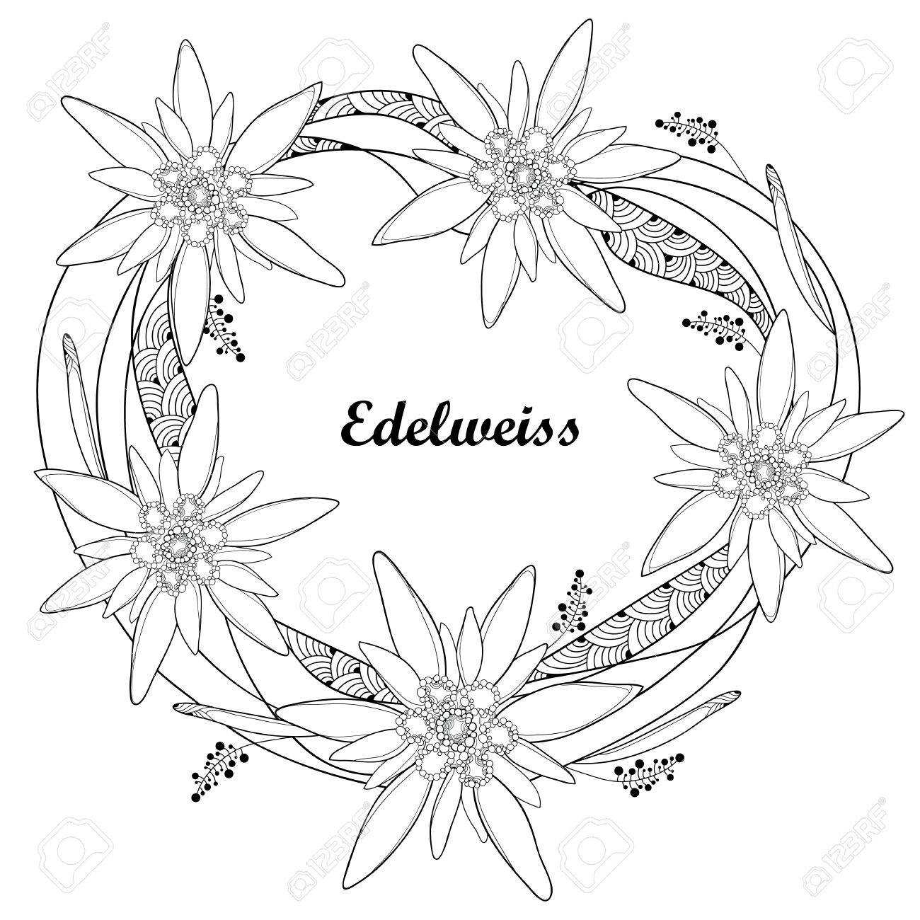 Couronne Ronde Ornée De Contours Edelweiss Ou Leontopodium Alpinum Flower Isolé Sur Blanc Symbole Des Alp Mountains En Style Contour Fleur De