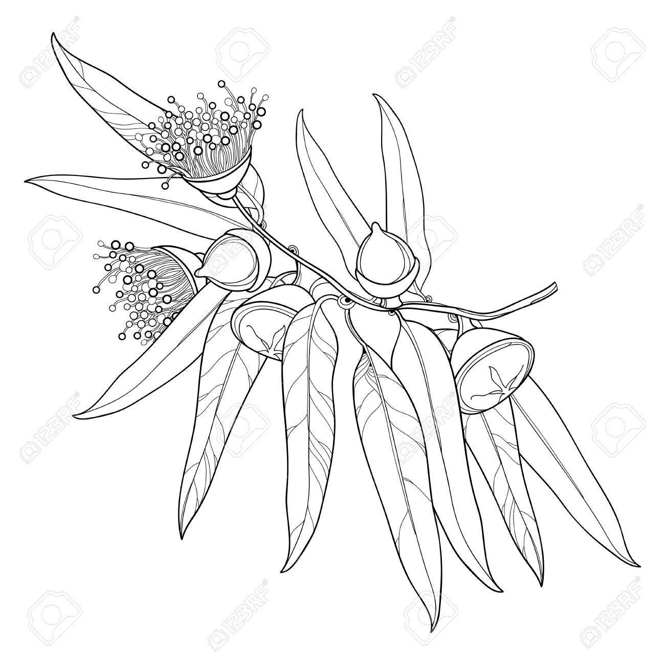 概要ユーカリは ユーカリやタスマニア産ブルー ガム フルーツ 花 白い背景で隔離の葉の束します 化粧品 ハーブ メディカル デザイン 塗り絵の ユーカリの枝を輪郭します のイラスト素材 ベクタ Image 78698980