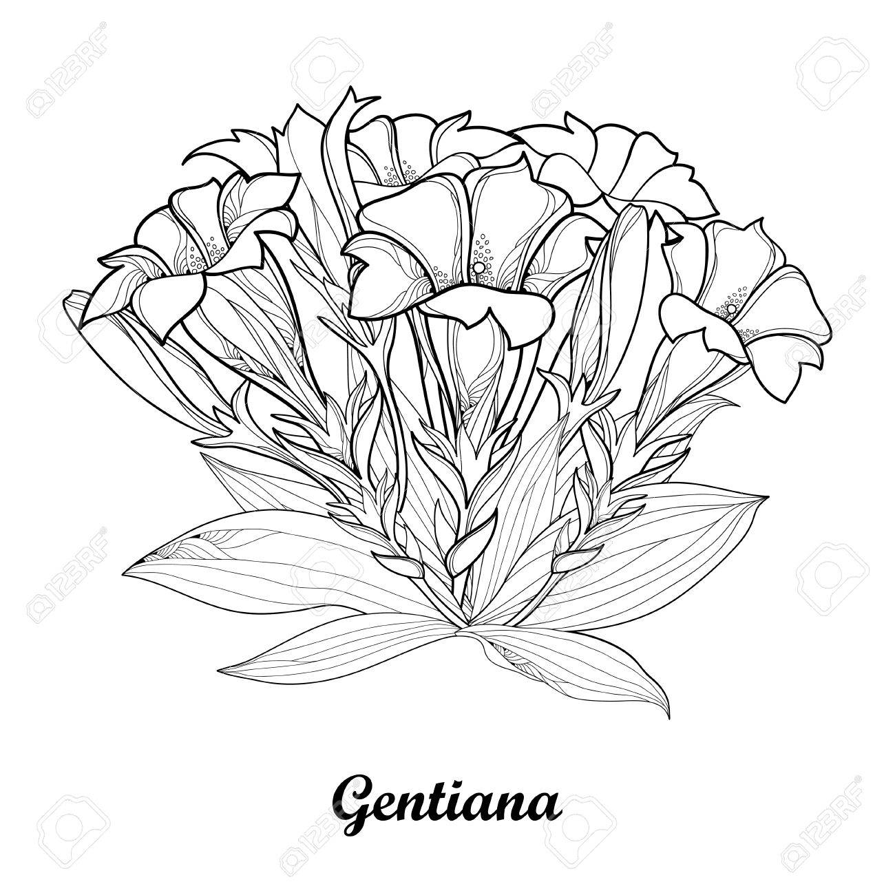 概要リンドウ リンドウの花 芽や葉は 白い背景で隔離の花束 のイラスト素材 ベクタ Image 概要リンドウ リンドウの花 芽や葉は 白い背景で隔離の花束 のイラスト素材 ベクタ Image