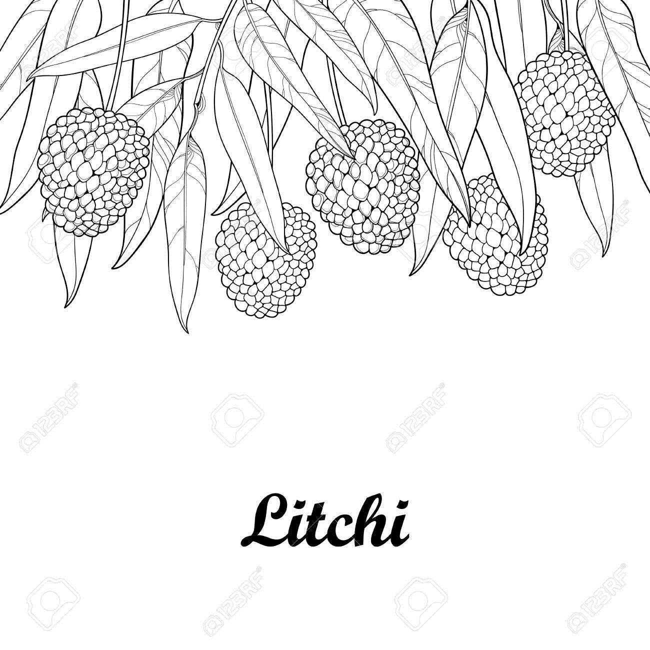 Bundel Mit Gliederung Chinesische Litschi Oder Litschi Obst Und Blatt Isoliert Auf Weissem Hintergrund Mehrjahriger Subtropischer Baum Im Konturstil Fur Sommerdesign Saftiges Frischmenu Und Malbuch Lizenzfrei Nutzbare Vektorgrafiken Clip Arts Bundel Mit Gliederung Chinesische Litschi Oder Litschi Obst Und Blatt Isoliert Auf Weissem Hintergrund Mehrjahriger Subtropischer Baum Im Konturstil Fur Sommerdesign Saftiges Frischmenu Und Malbuch Lizenzfrei Nutzbare Vektorgrafiken Clip Arts
