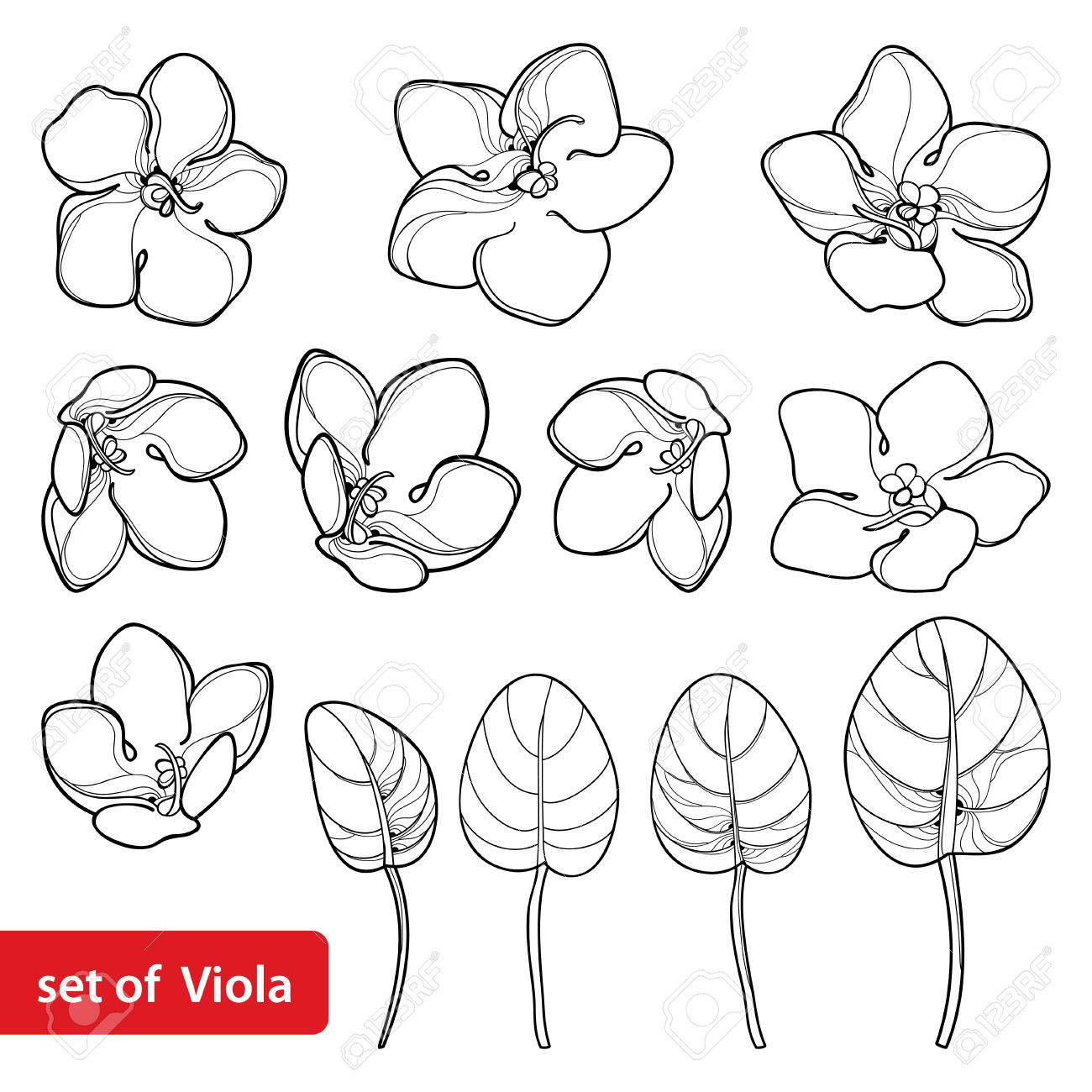 セントポーリアのアウトラインまたはアフリカ バイオレットの花入りし 黒白い背景で隔離の葉します 花卉 夏デザイン 塗り絵等高線スタイルの不断の花 のイラスト素材 ベクタ Image セントポーリアのアウトラインまたはアフリカ バイオレットの花入りし 黒白い背景で隔離の葉します 花卉 夏デザイン 塗り絵等高線スタイルの不断の花 のイラスト素材 ベクタ Image