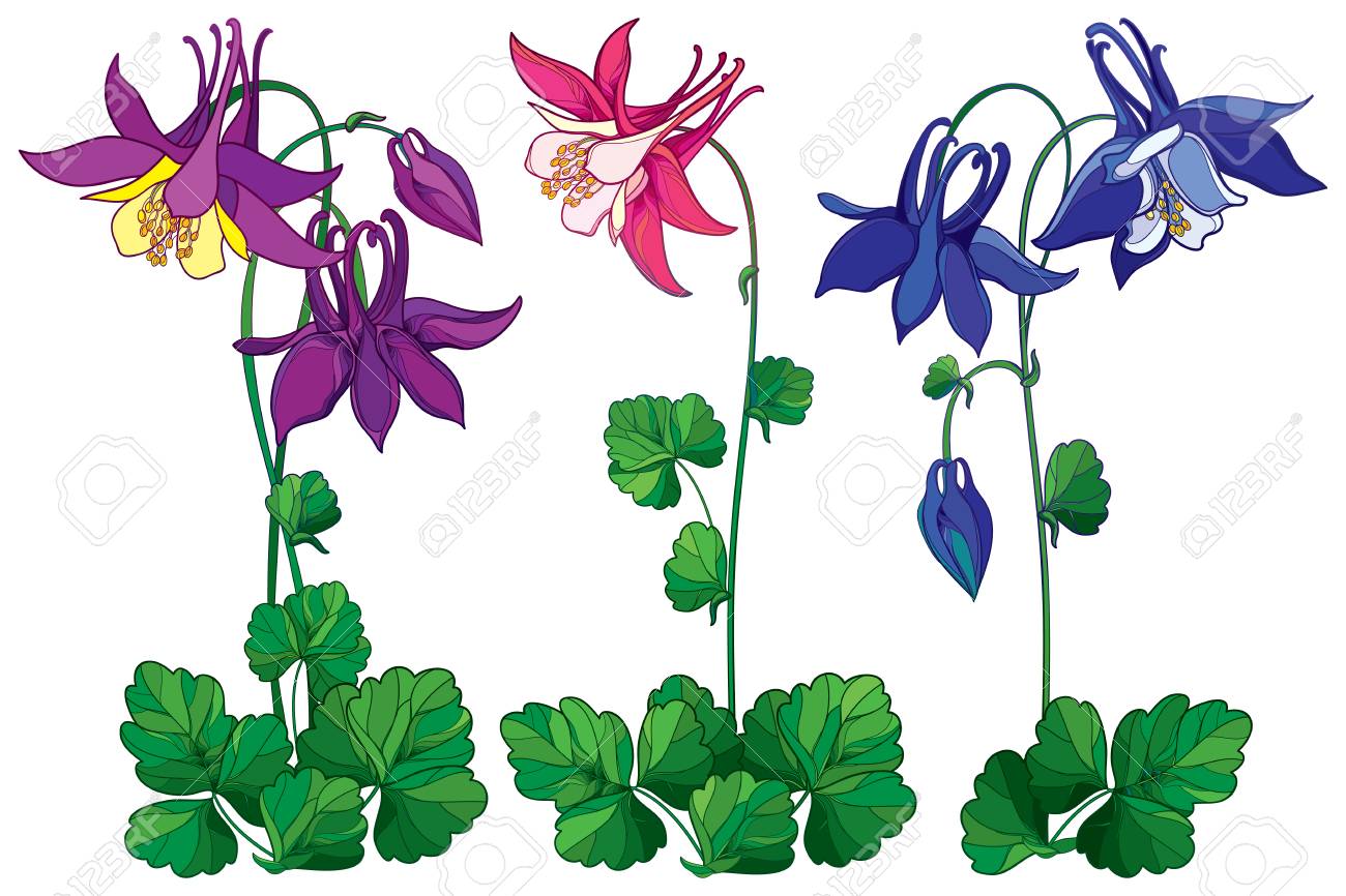 ピンクの華やかなオダマキやコロンバイン花をアウトラインと設定すると 紫と青 芽 葉に孤立した白い背景 多年生の花コロンバイン夏デザインの輪郭のスタイル のイラスト素材 ベクタ Image