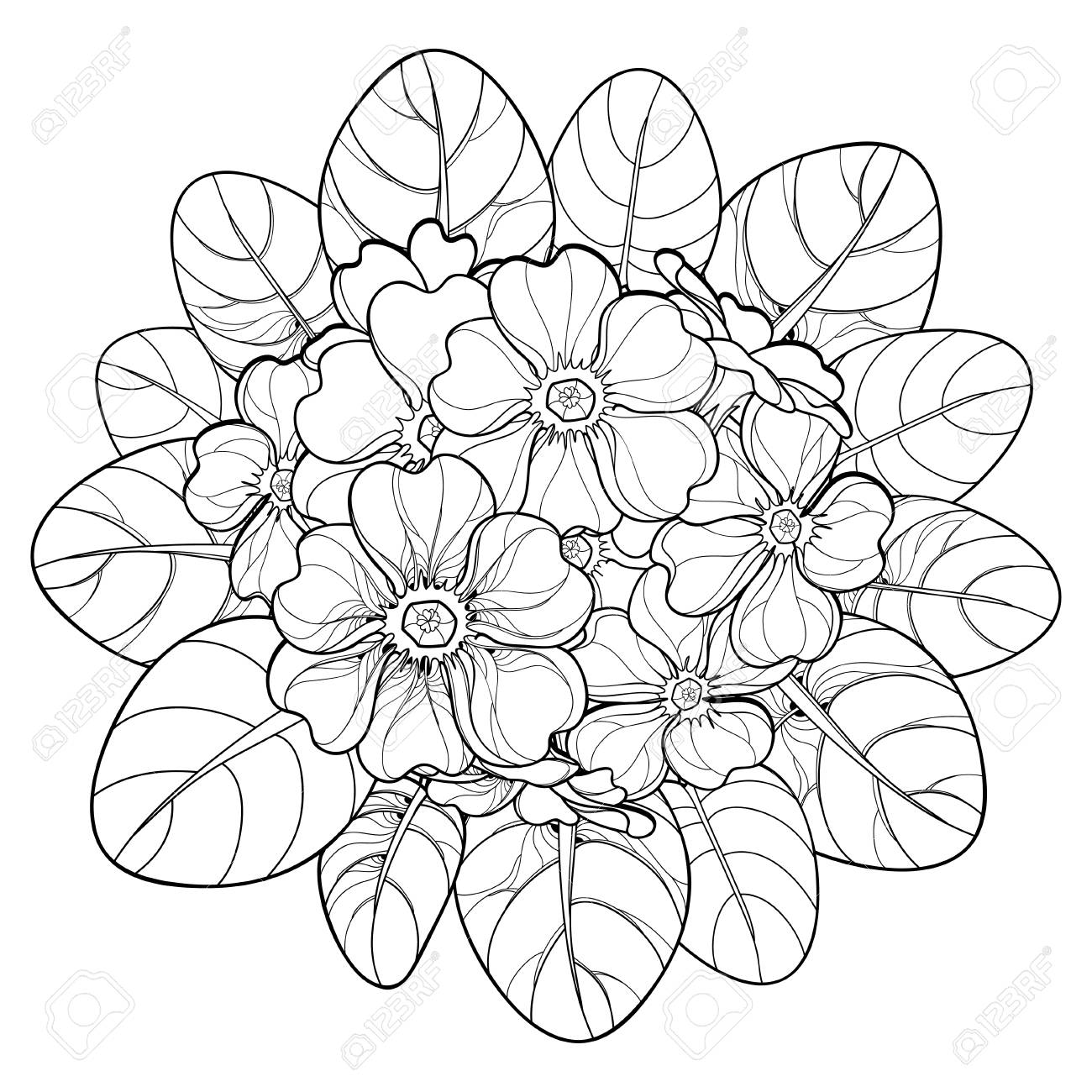 輪郭プリムラやプリムローズの花が白い背景に隔離されたブーケ 春のデザインと塗り絵のための輪郭スタイルで咲くプリムラと丸い組成 のイラスト素材 ベクタ Image