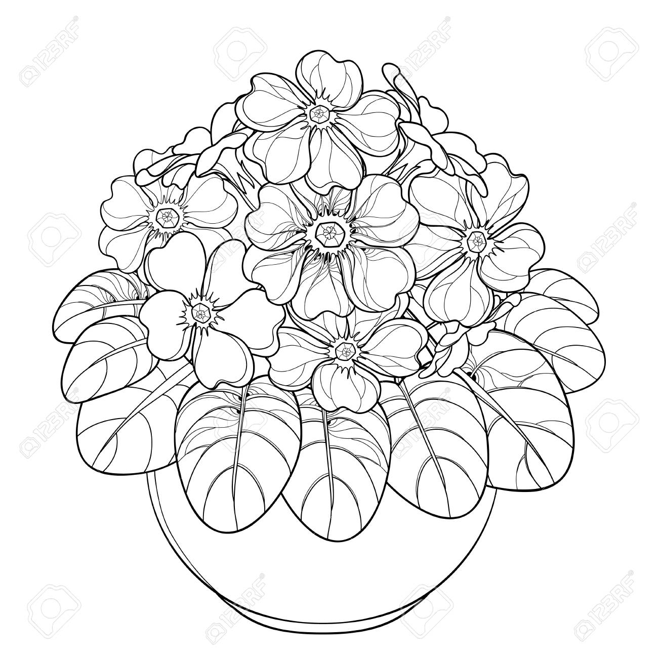 Bouquet With Outline Primula Or Primrose Flower And Leaves In Royalty Free Cliparts Vectors And Stock Illustration Image 91754281