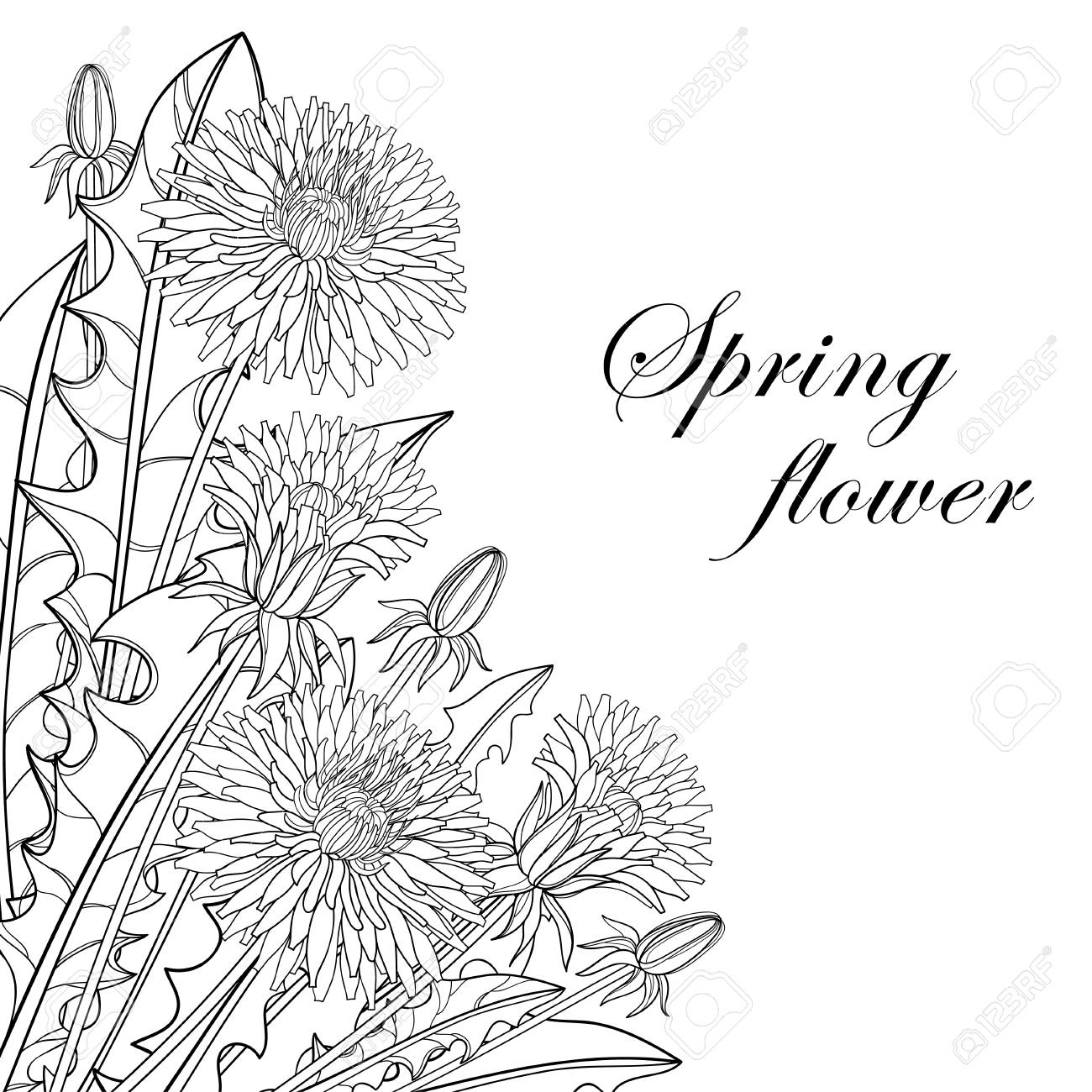 Bouquet De Coin Avec Contour Fleur De Pissenlit Bourgeon Et Feuilles En Noir Isolé Sur Fond Blanc Orner Floral Pour La Conception De Printemps