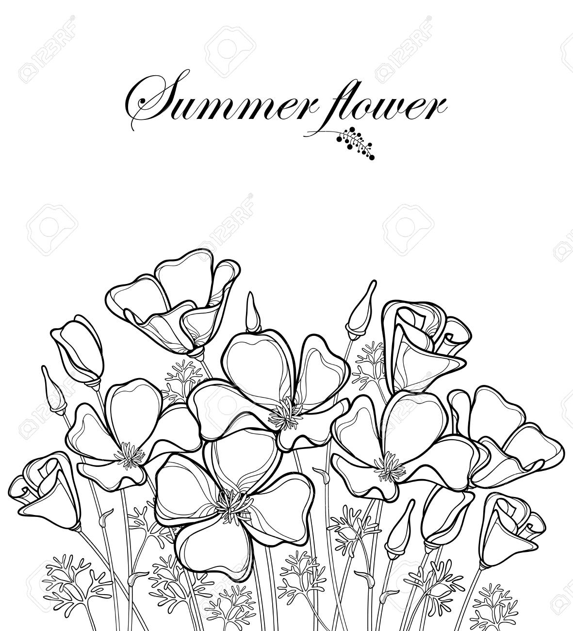 Bouquet Of Outline California Poppy Flower Or Sunlight Eschscholzia Leaf Bud And Bouquet Of Outline California Poppy Flower Or Sunlight Eschscholzia Leaf Bud And