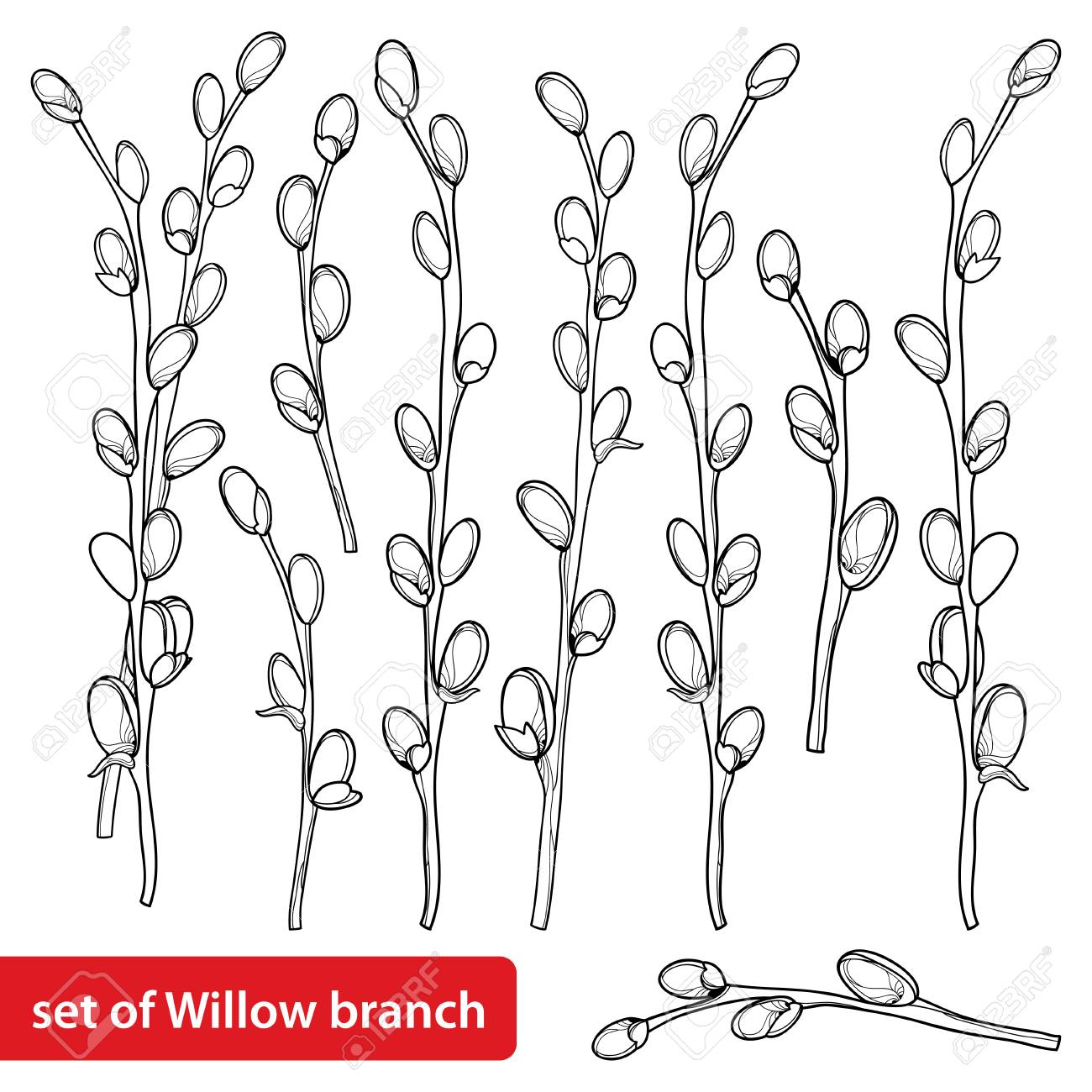 Set With Outline Pussy Willow Isolated On White Background. Клипарты, SVG,  векторы, и Набор Иллюстраций Без Оплаты Отчислений. Image 117090745