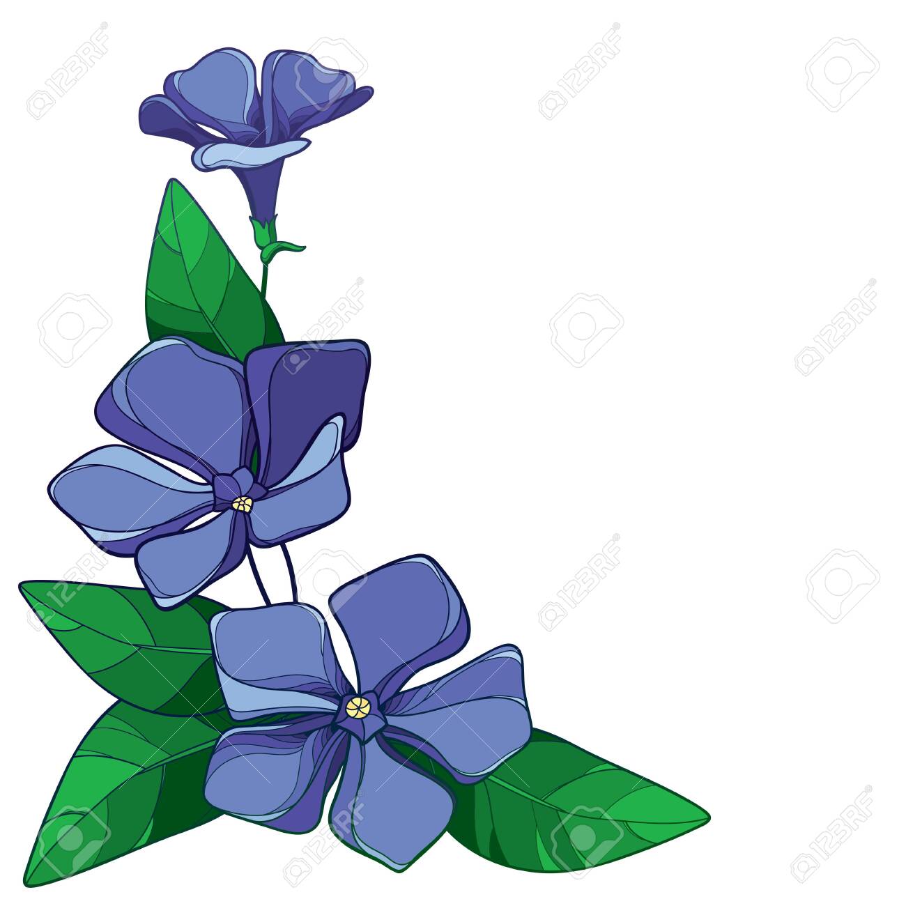 Corner Bouquet Of Blue Periwinkle Or Vinca Flower Isolated. 免版税剪贴画，向量插图和库存图片.  Image 124398136, image size:1300x1300