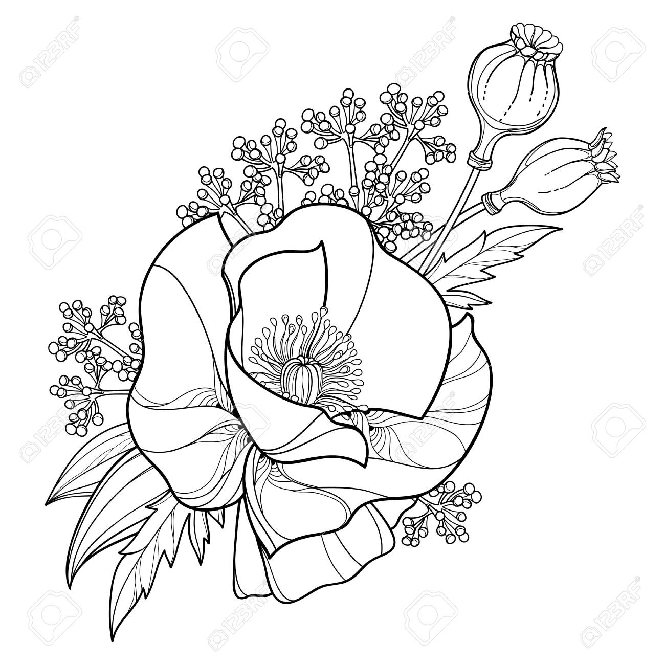 Bouquet Of Outline Poppy Flower, Seed And Leaves Isolated. Royalty Free  SVG, Cliparts, Vectors, and Stock Illustration. Image 149480640., image size:1300x1300