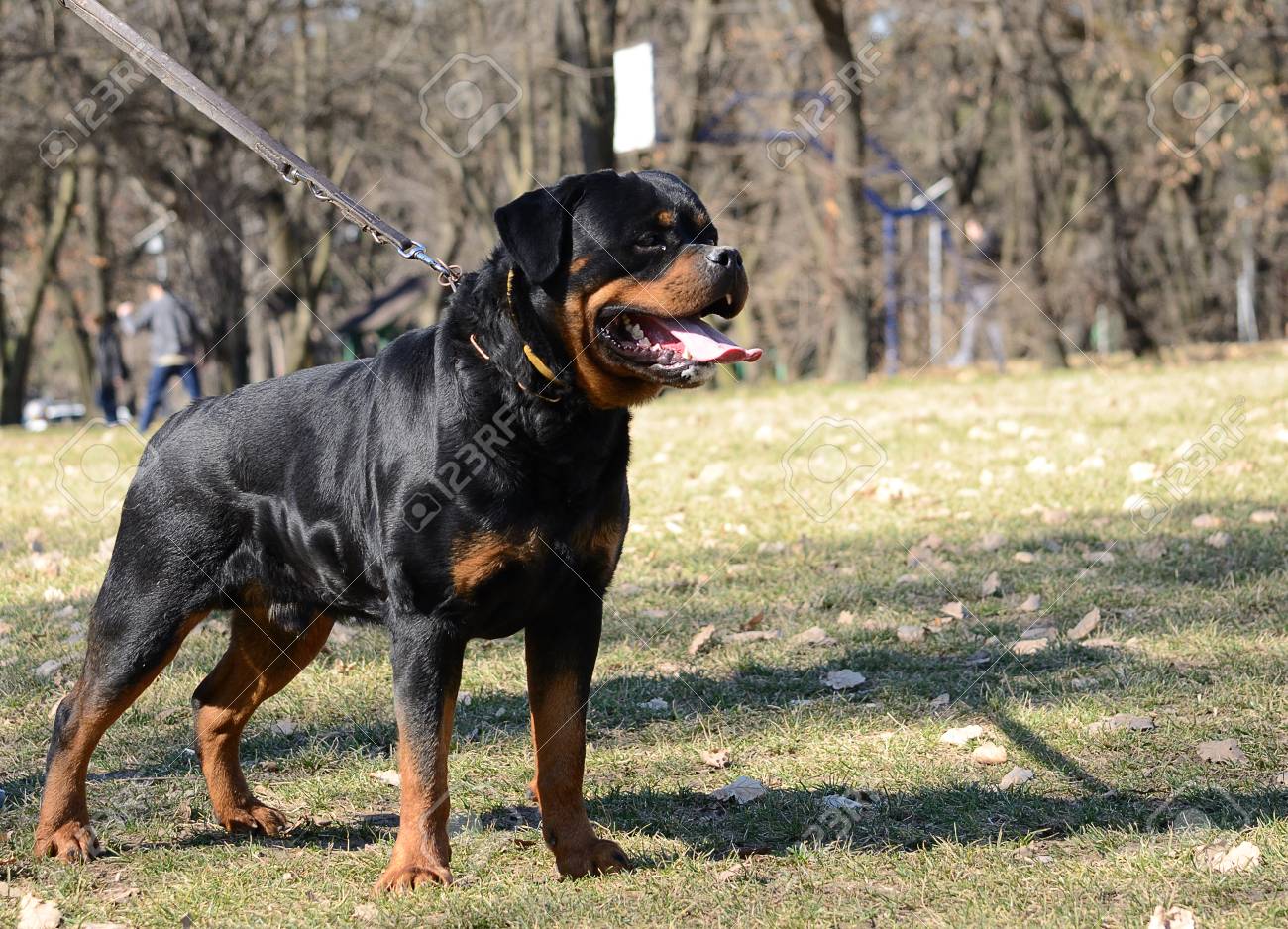 beautiful rottweiler