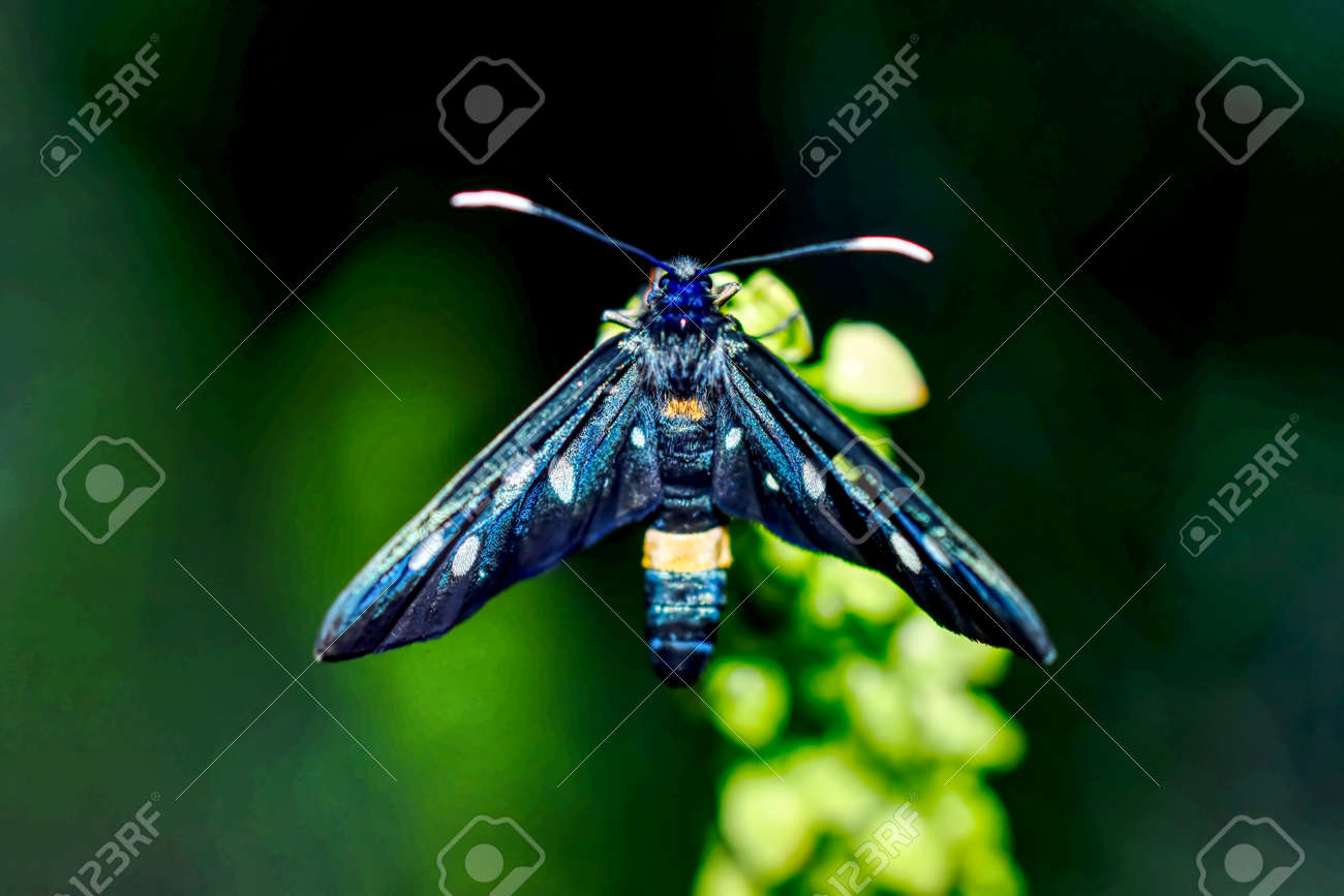 etiam-dictum-ipsum-a-felis