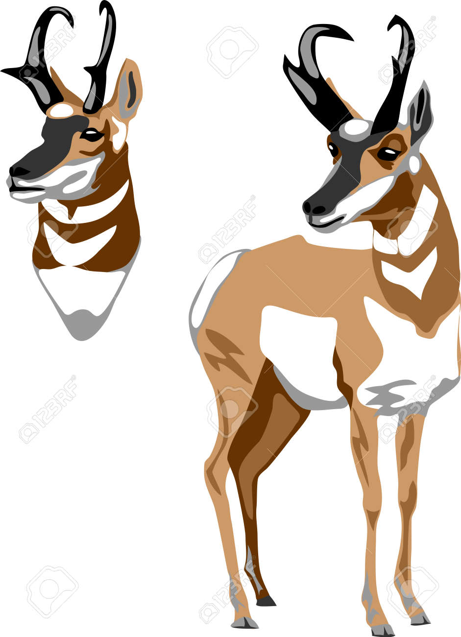 Pronghorn - Vector Illustration Royalty Free SVG, Cliparts, Vectors, and  Stock Illustration. Image 189274523., image size:941x1300