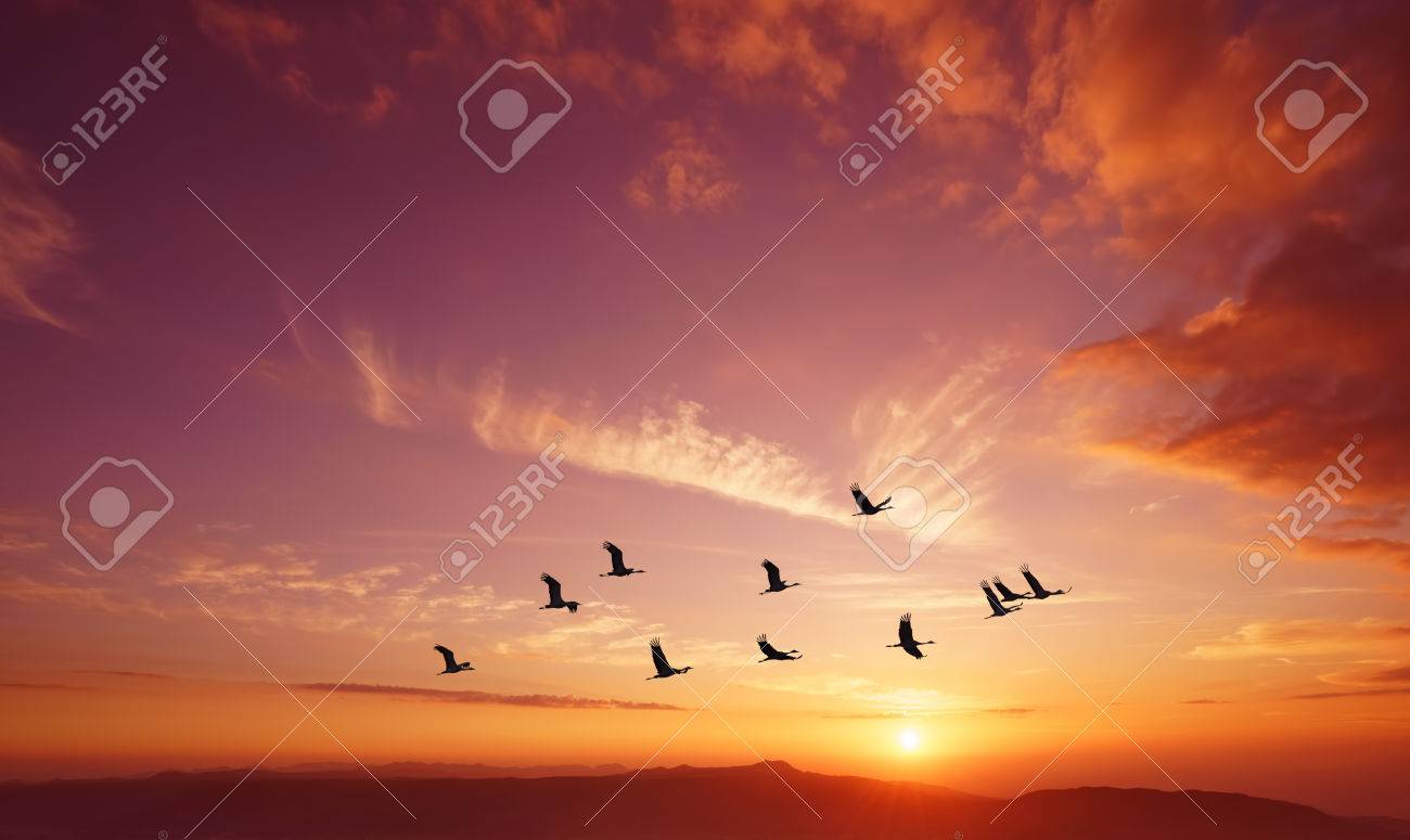 Birds flying against evening sunset in the background environment or ecology concept - 65223505 Birds flying against evening sunset in the background environment or ecology concept - 65223505