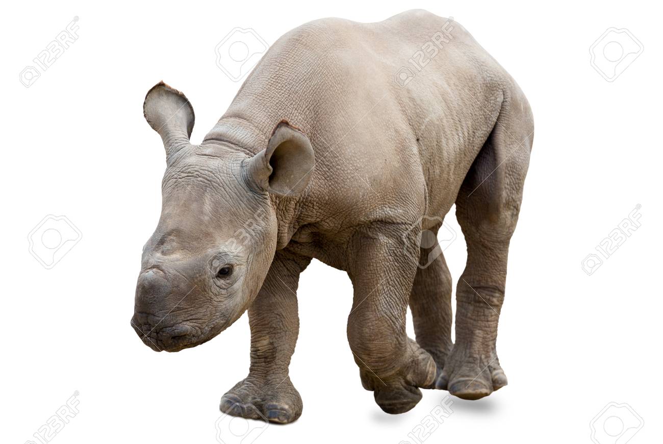 Cute Baby Rhinoceros Isolated On White Background Stock Photo