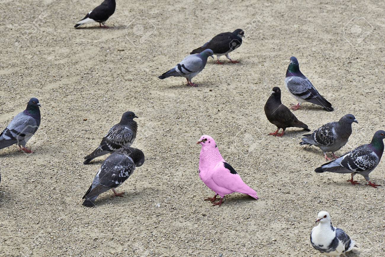 ベルギーの公園でかなりの混乱を作るハトの群れ 1 つのピンク鳩の違い の写真素材 画像素材 Image