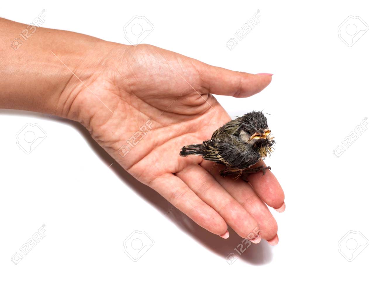 etiam-dictum-ipsum-a-felis