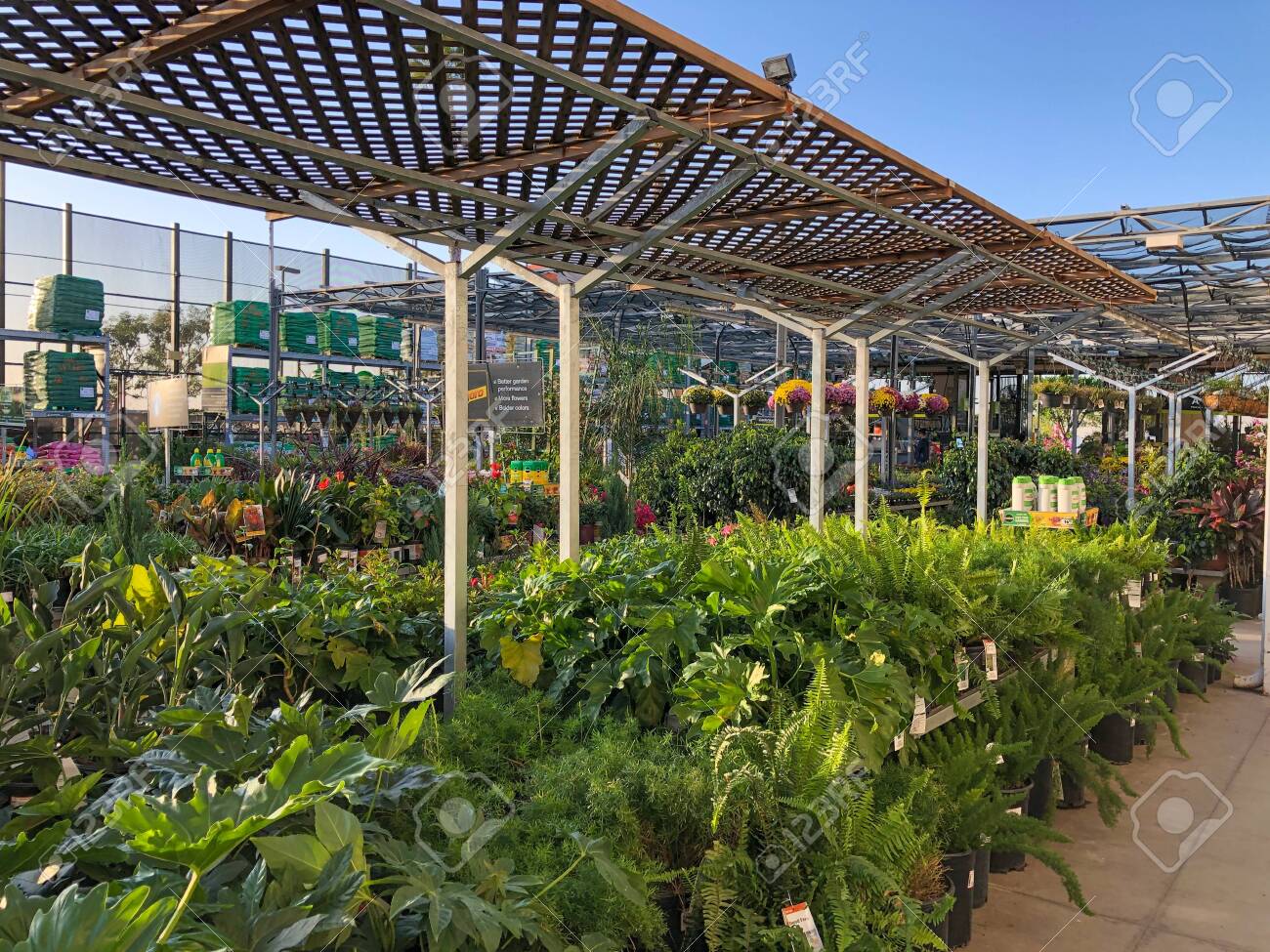 Rows Of Colorful Flowers And Plants For Sale At A Garden Nursery At The Home Depot San Diego Usa October 15th 19 Stock Photo Picture And Royalty Free Image Image