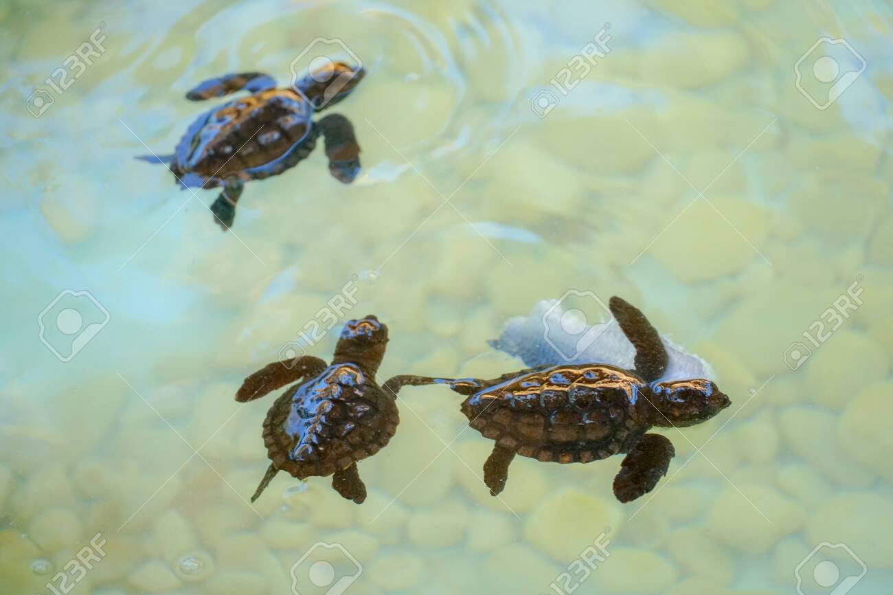 Baby Sea Turtles Hatching Swimming And Catching Food Underwater Clear Sea  Water. Stock Photo, Picture and Royalty Free Image. Image 140180460., image size:1300x866