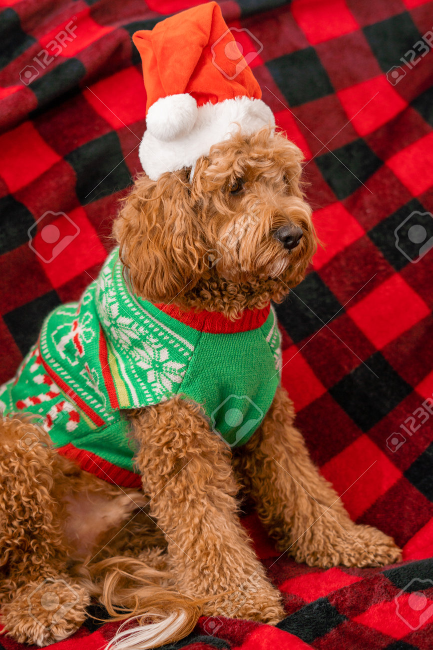 cavalier king charles spaniel clothes