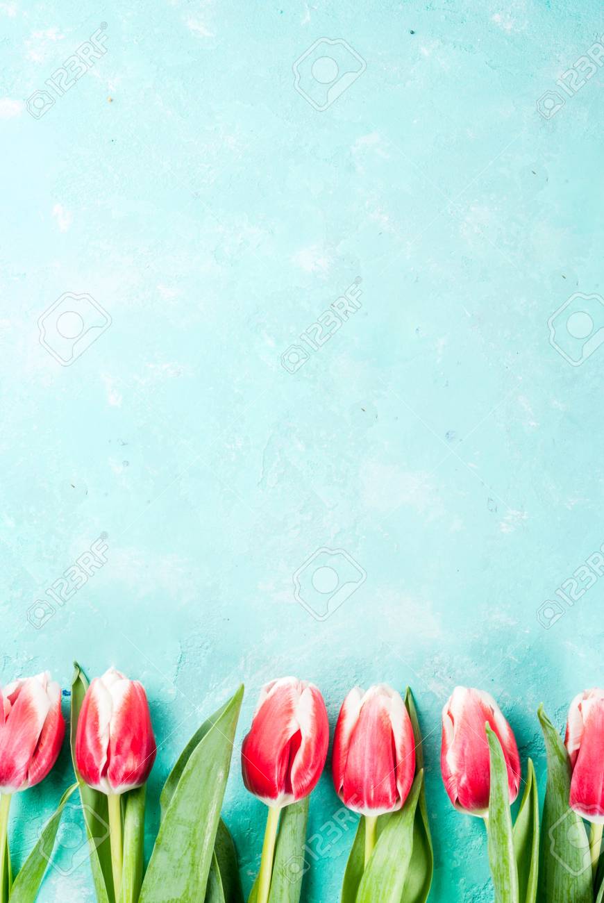 Plano De Fundo Para Parabens Cartoes De Saudacao Flores De Tulipas Da Primavera Fresca Na Luz Azul Fundo Vista Superior Copia Espaco Fotos Retratos Imagenes Y Fotografia De Archivo Libres De Derecho