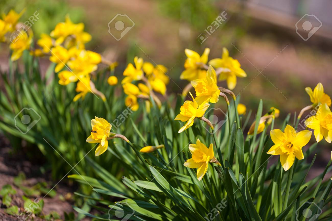フィールドで黄色い水仙の花 日光の下で水仙の花 黄色の水仙や黄色の水仙や水仙のフィールド の写真素材 画像素材 Image 7363