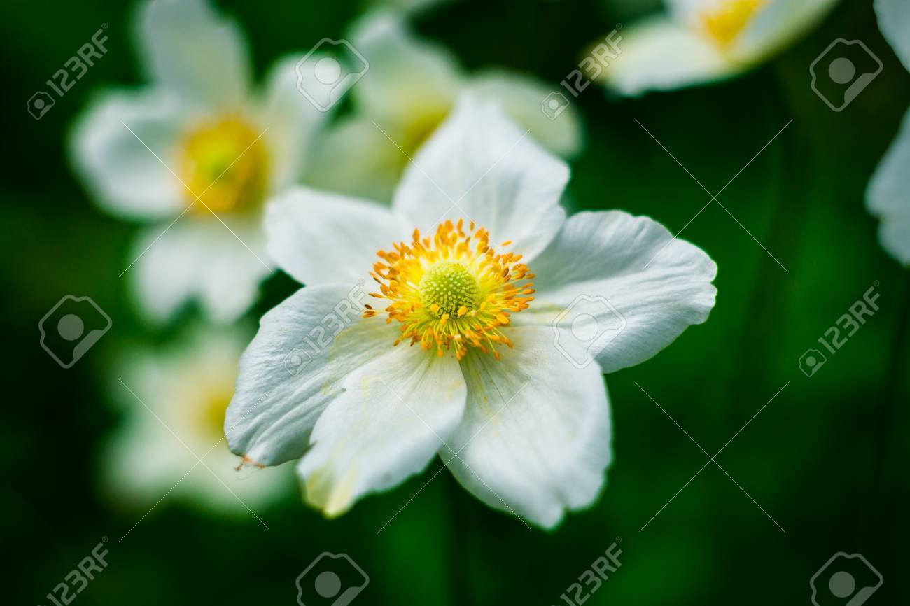 white daffodil flower in the field in garden daffodil flowers
