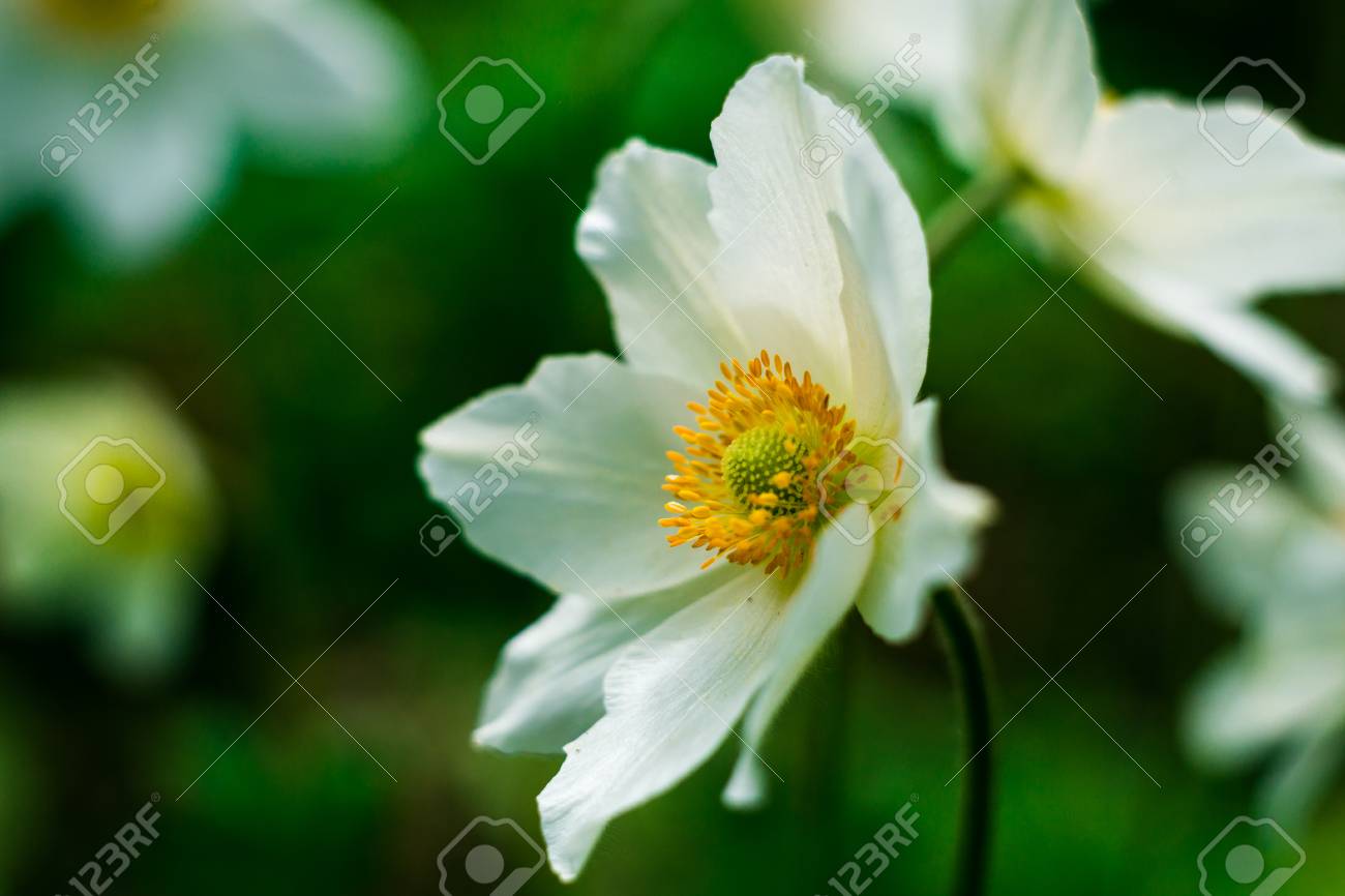 white daffodil flower in the field in garden daffodil flowers