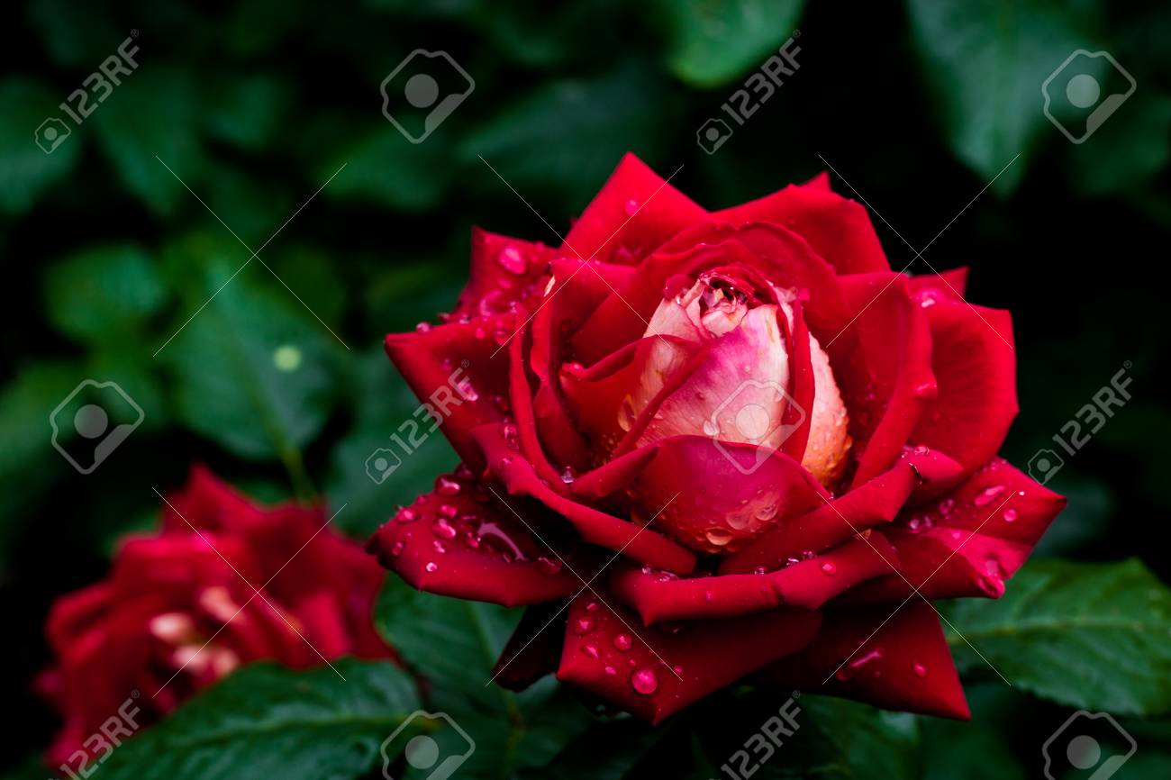 un disparo macro de cerca de una rosa roja una rosa roja flor de