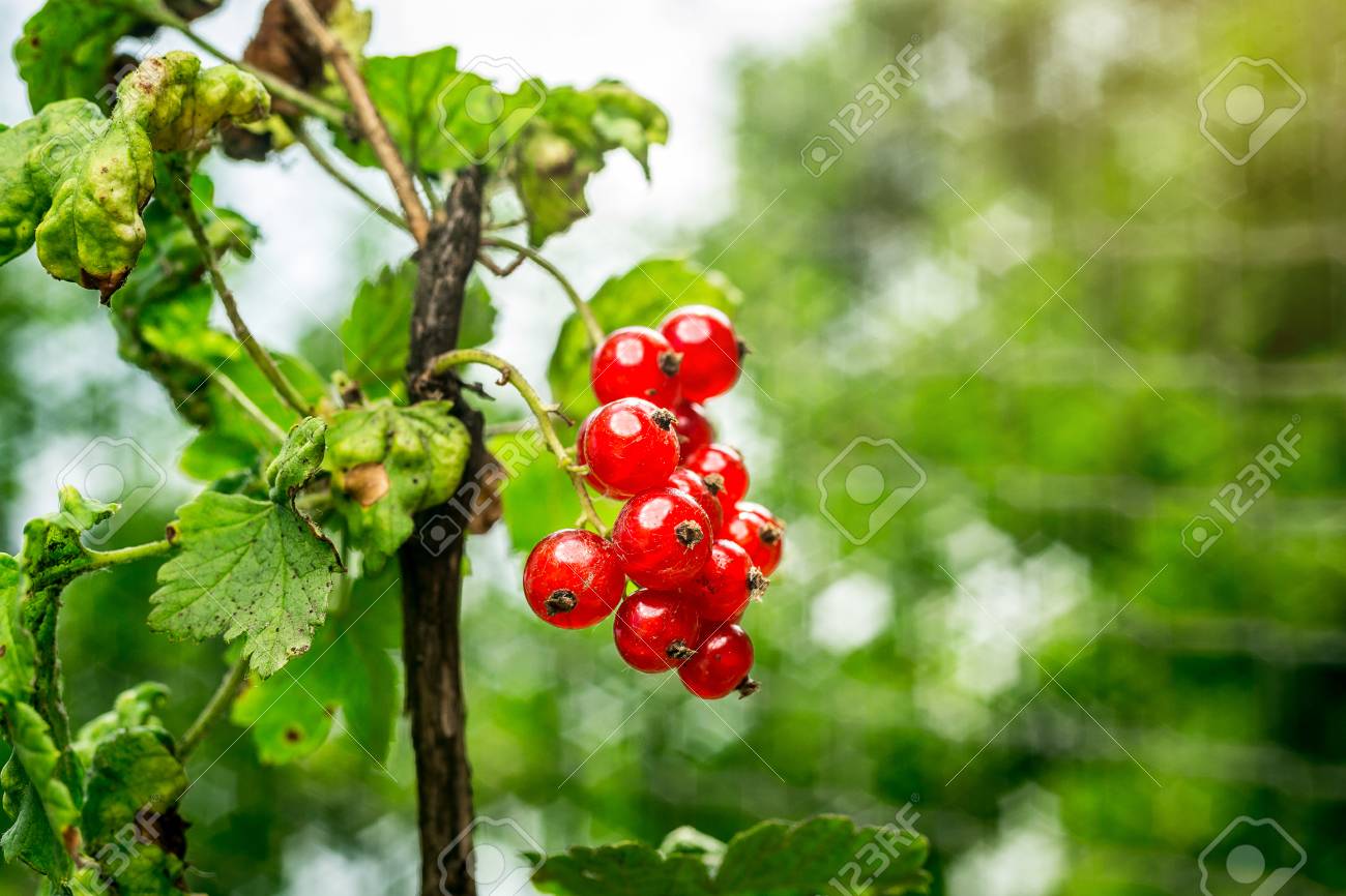 甘酸っぱい赤すぐりの庭で成長のブッシュ 赤スグリの背景 熟した赤いスグリの背景としてクローズ アップ 赤スグリの熟した果実を収穫します 夏の収穫 の写真素材 画像素材 Image