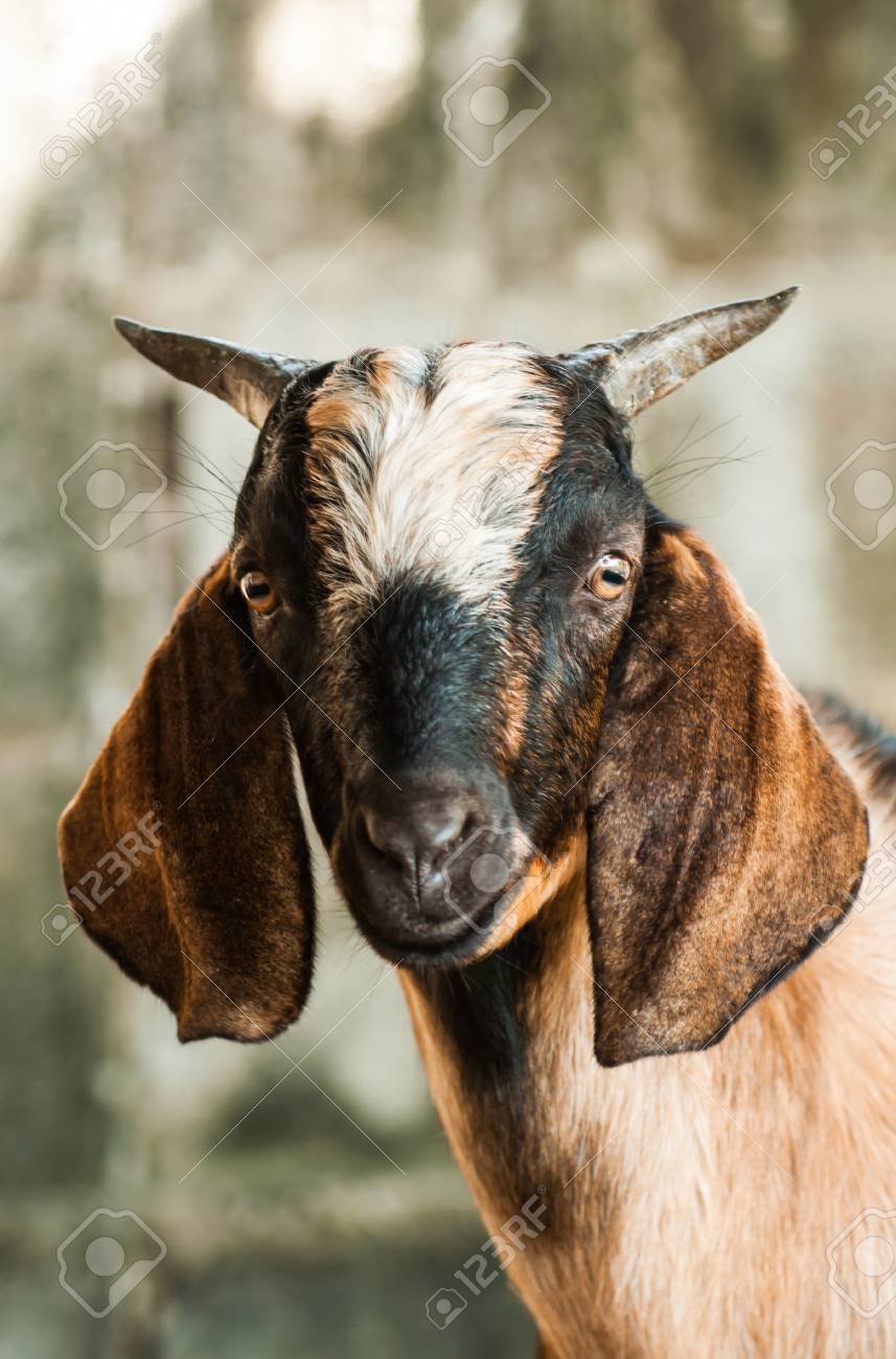 Goat face pictures #2