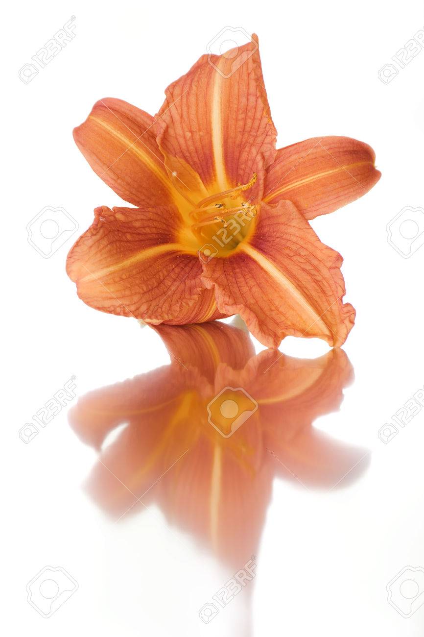 closeup on white background of the wild orange lily petals stock