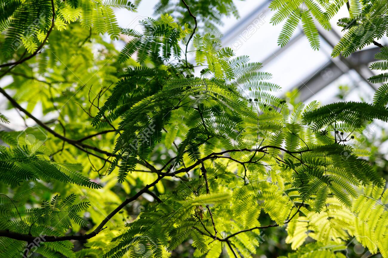 Detail Of Albizia Julibrissin Persian Silk Tree Pink Silk Tree Stock Photo Picture And Royalty Free Image Image