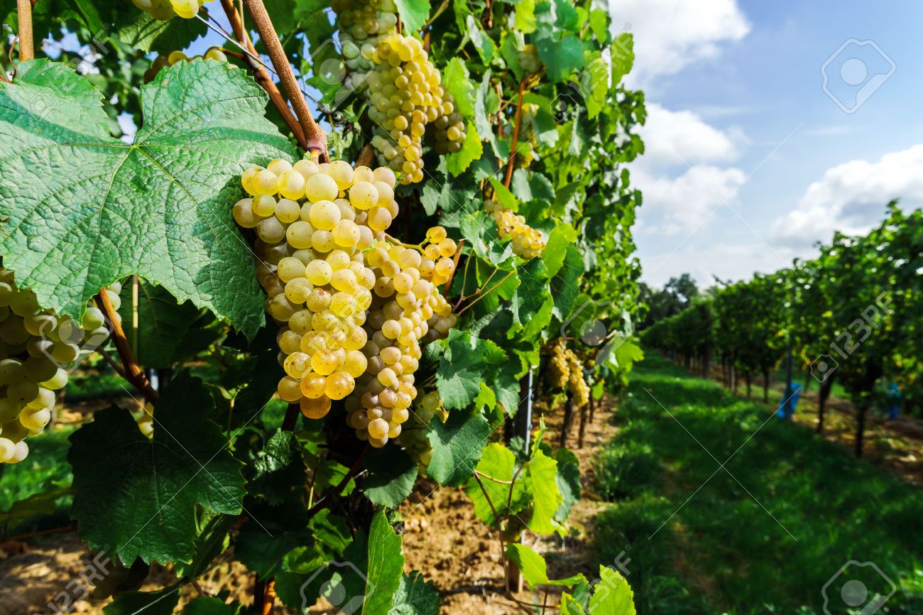 Muscat grape bunch on the sun, vine harvest, France - 45543239 Muscat grape bunch on the sun, vine harvest, France - 45543239