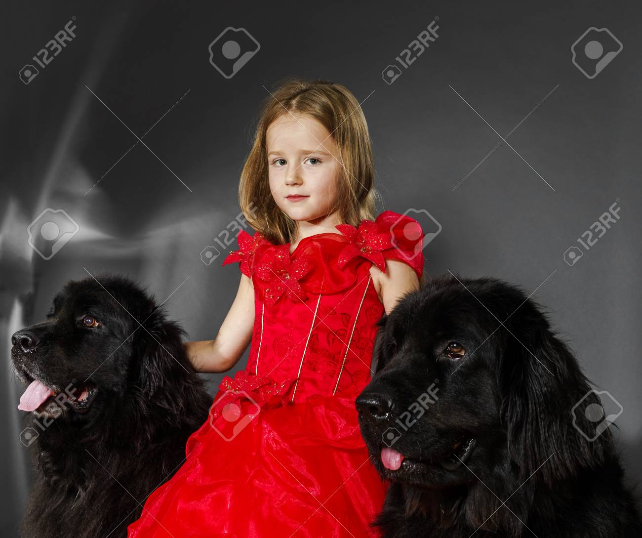 美女と野獣 大きな黒い水犬の肖像画 グレーの分離を持つ少女 の写真素材 画像素材 Image 美女と野獣 大きな黒い水犬の肖像画 グレーの分離を持つ少女 の写真素材 画像素材 Image