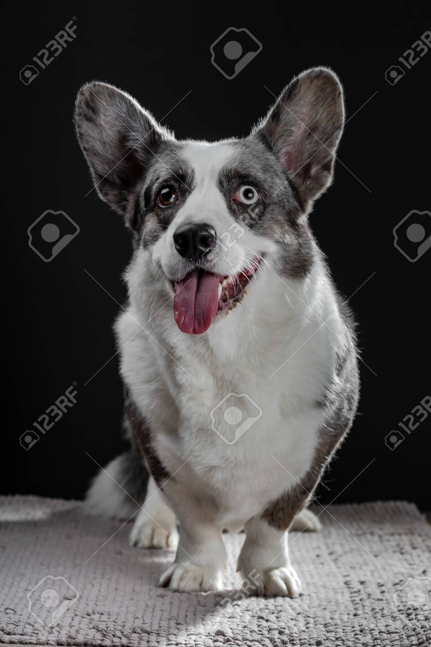 grey corgi