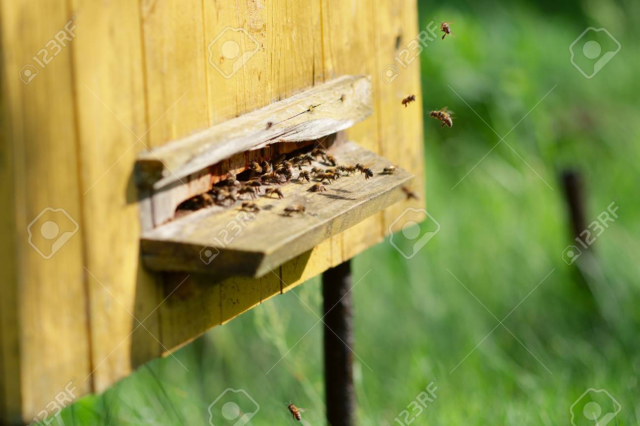 Hive with bees. Bees at beehive - 122187272 Hive with bees. Bees at beehive - 122187272