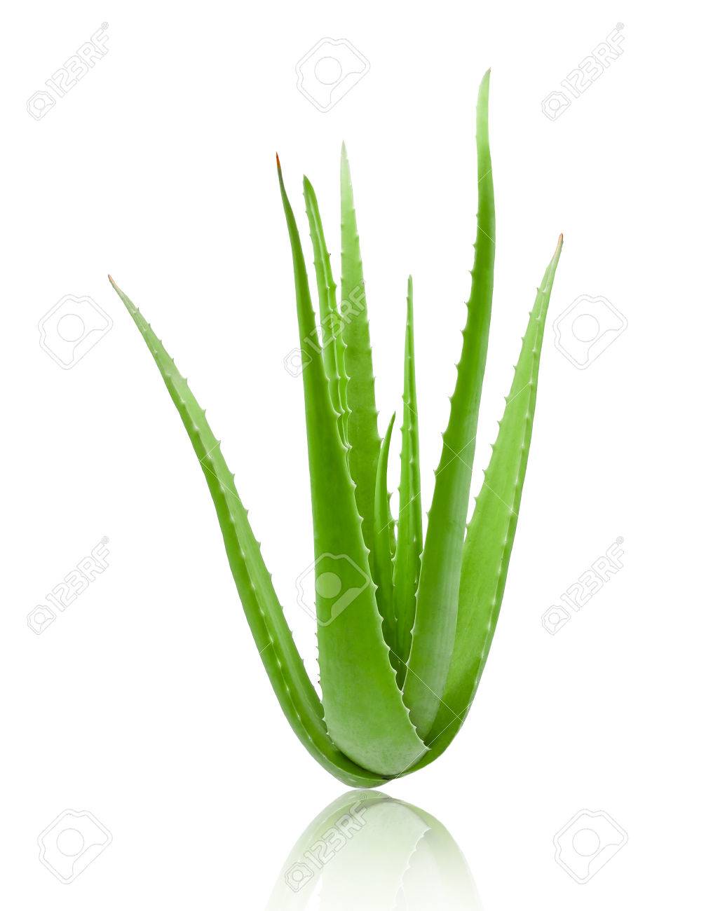 Clump Of Green Aloe Vera Plant Isolated On White Background Stock Photo Picture And Royalty Free Image Image
