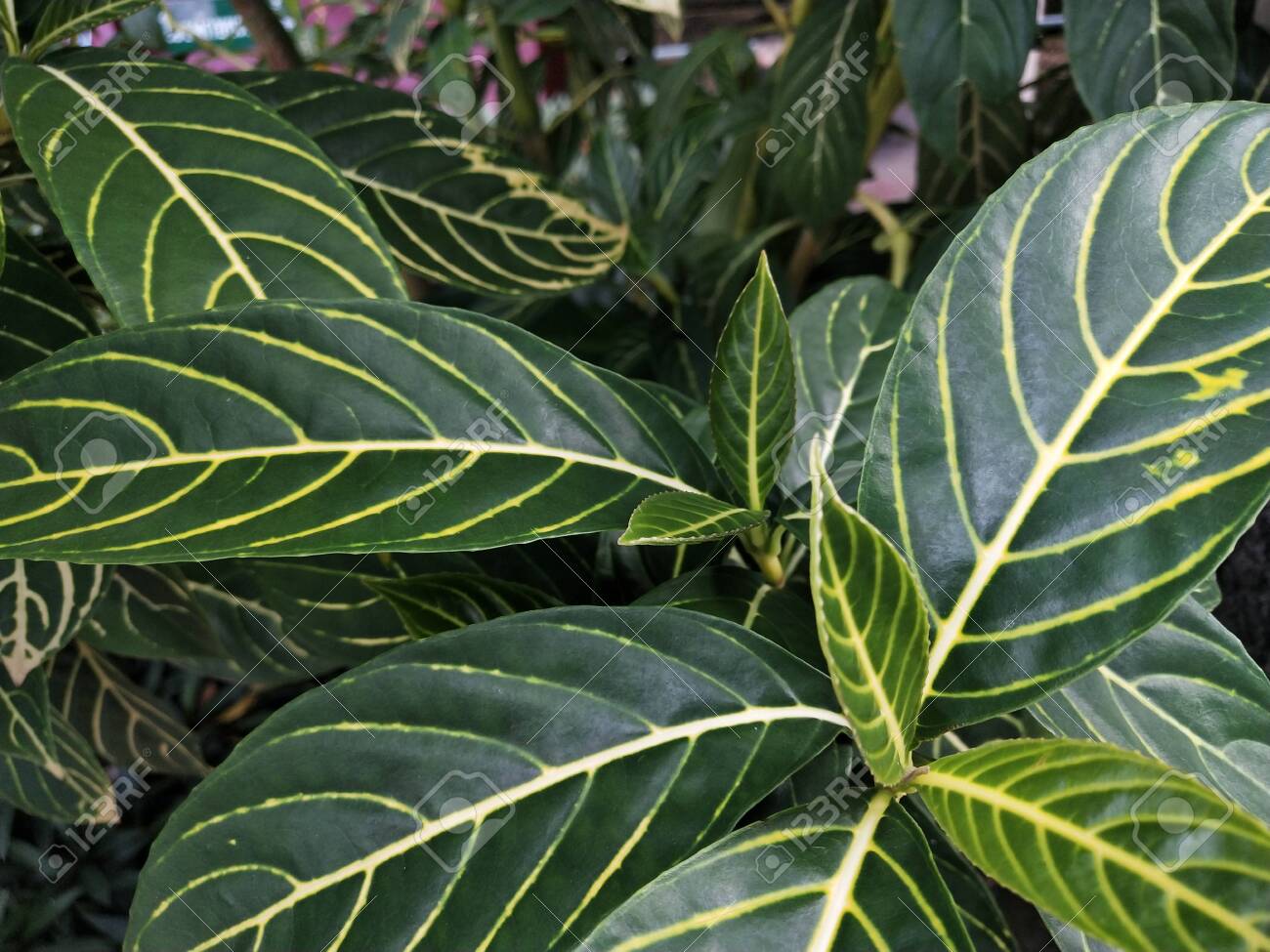 etiam-dictum-ipsum-a-felis