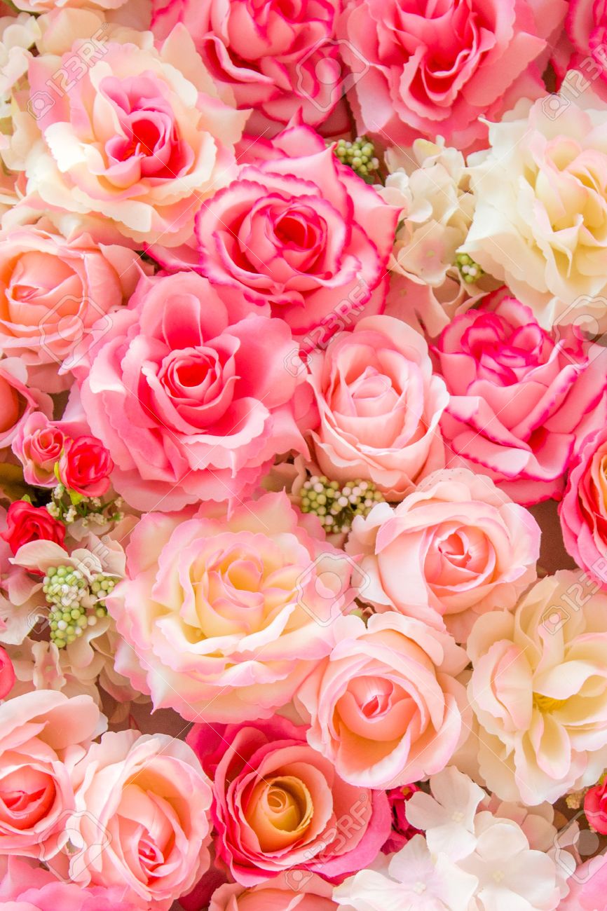 柔らかい色のバラ背景 の写真素材 画像素材 Image