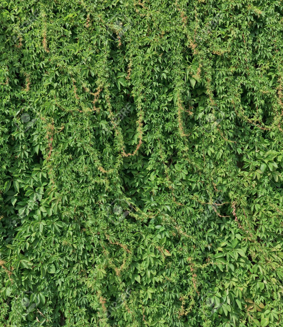 緑色植物は 壁を登る の写真素材 画像素材 Image