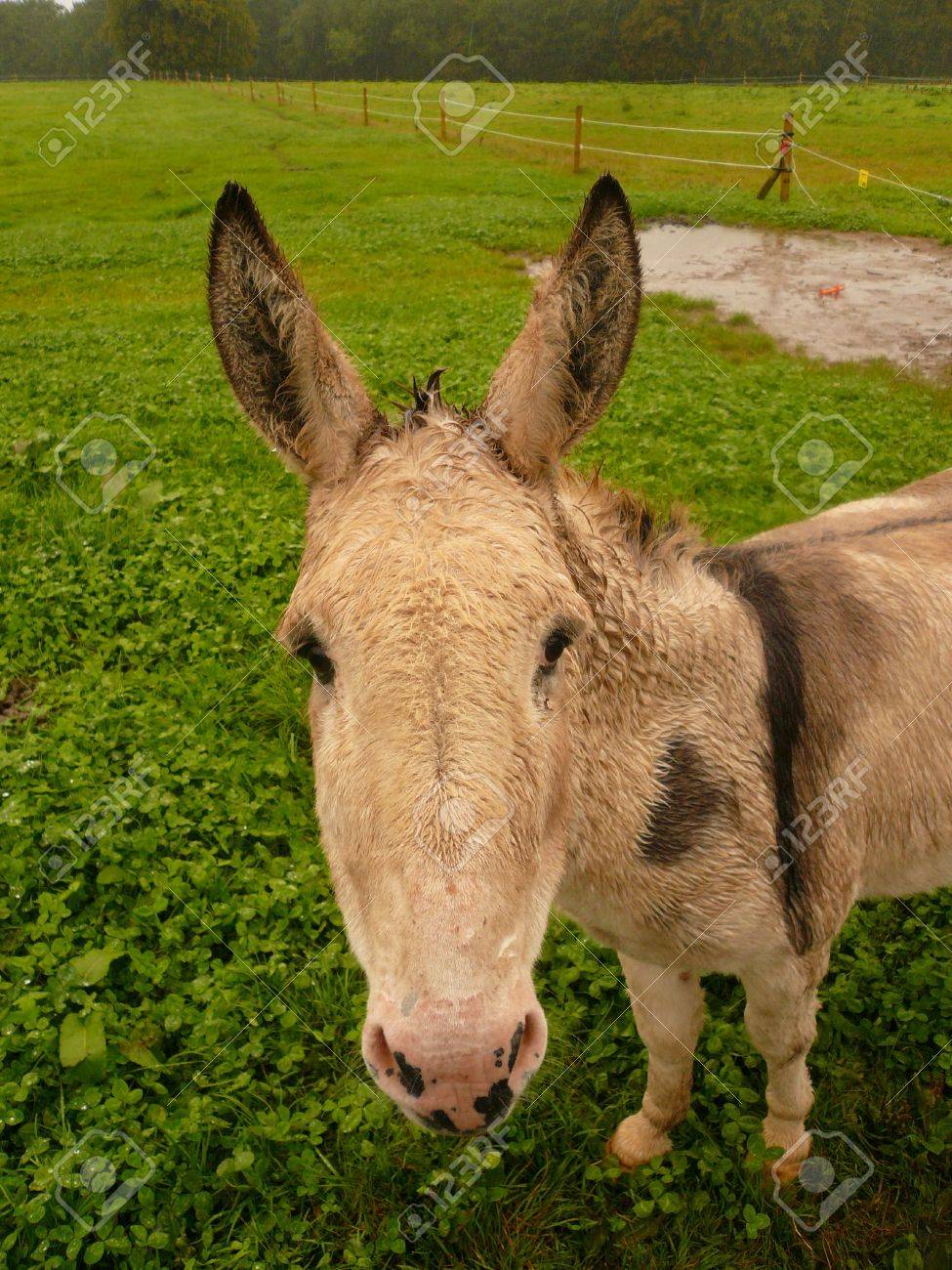 ロバの顔 の写真素材 画像素材 Image