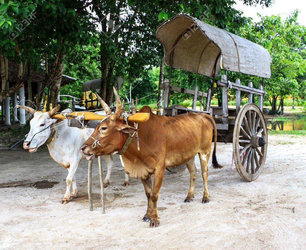 タイの牛車 の写真素材 画像素材 Image タイの牛車 の写真素材 画像素材 Image