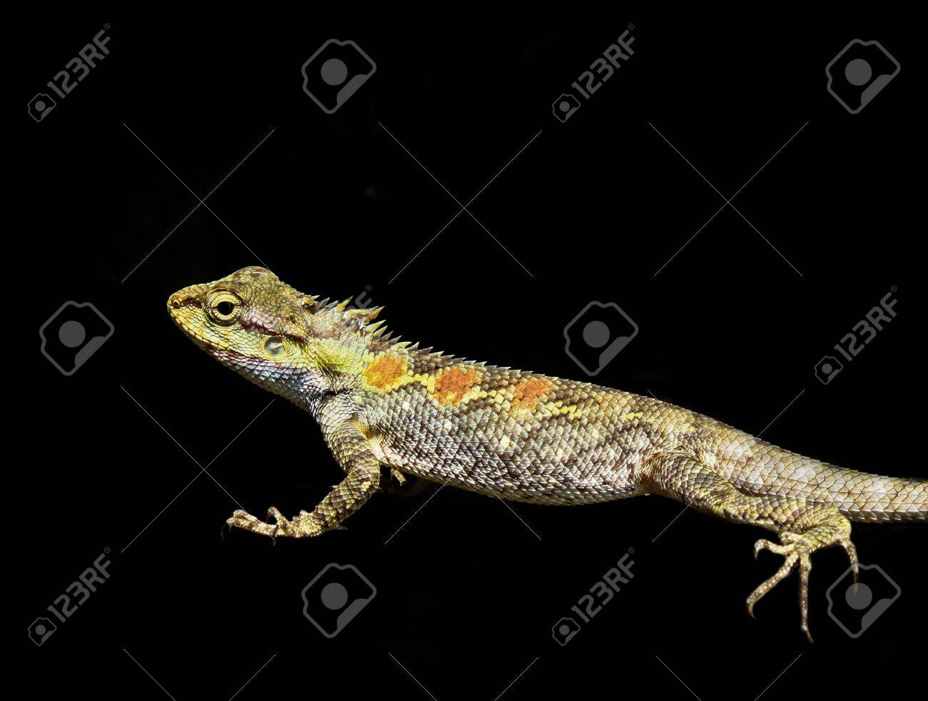 etiam-dictum-ipsum-a-felis