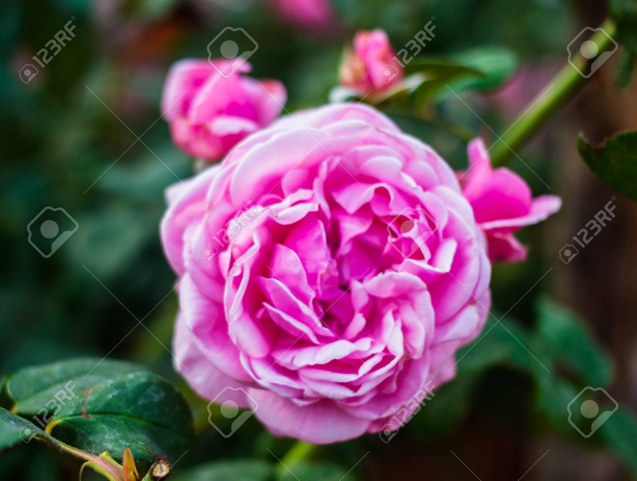 etiam-dictum-ipsum-a-felis