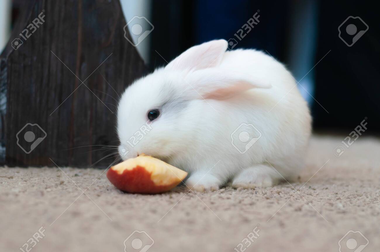 rabbit eating carpet
