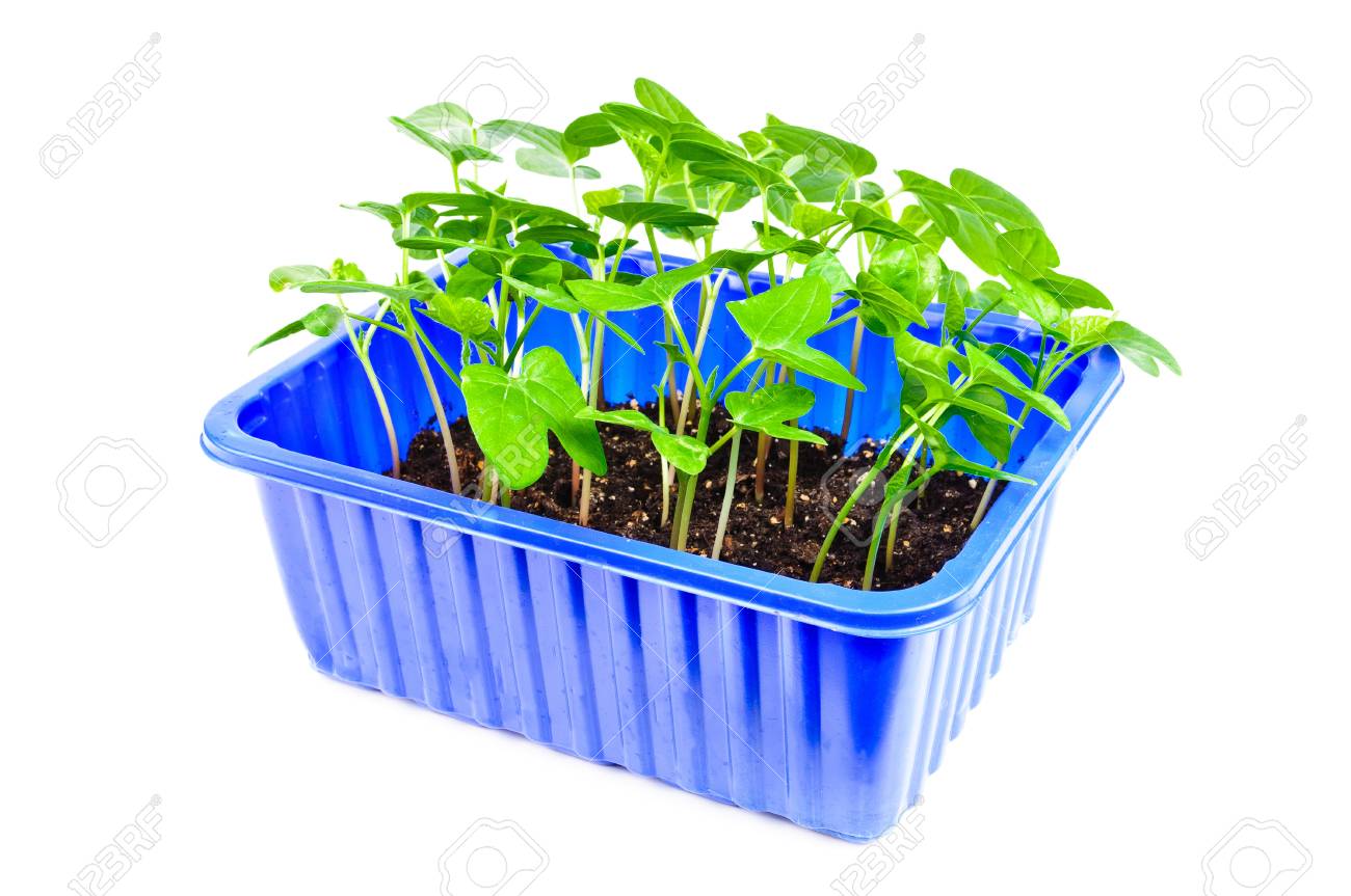 Setzlinge Fur Den Garten Foto Isoliert Auf Weissem Hintergrund Lizenzfreie Fotos Bilder Und Stock Fotografie Image 13129478