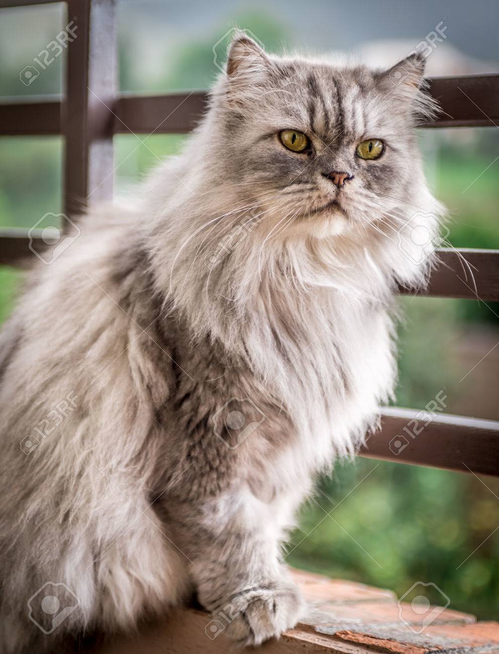 cat persian grey