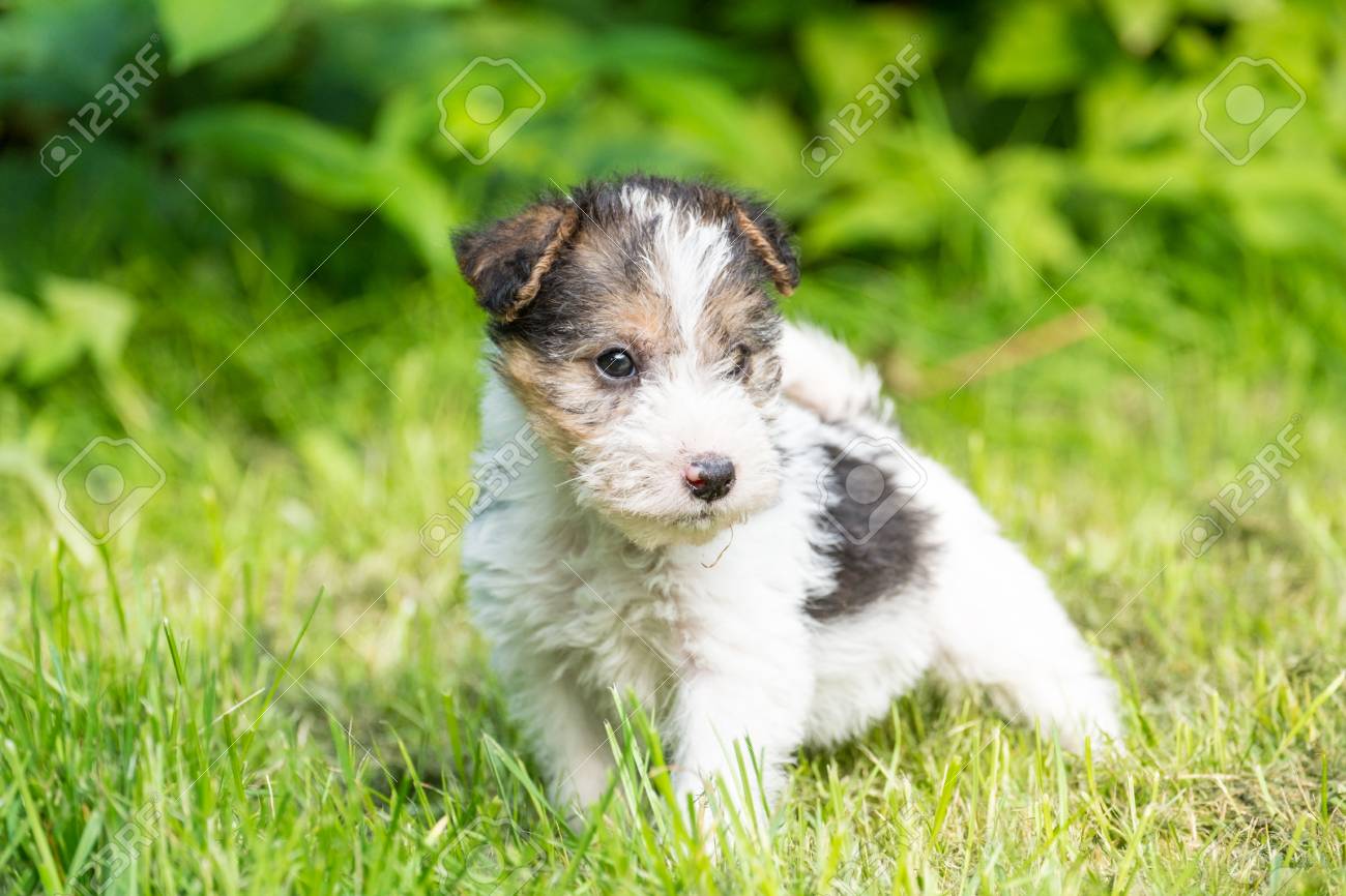 foxterrier puppy