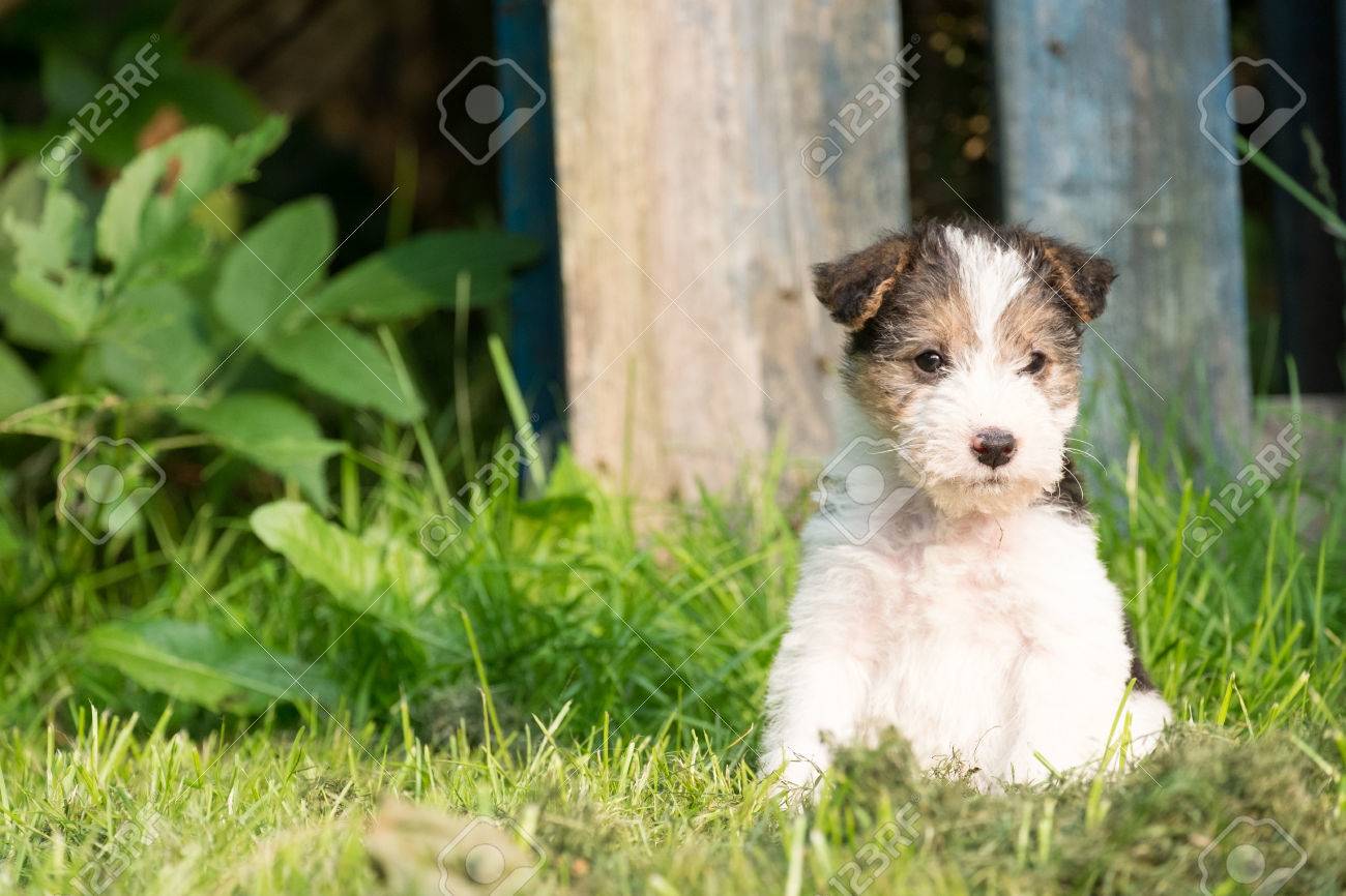 tricolor fox terrier